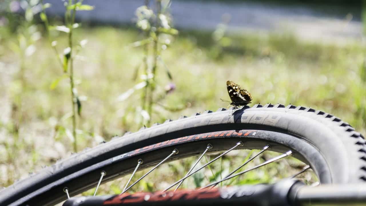 Fjäril på besök © Austria Travel - Thungren cykelsemester semester i Österrike