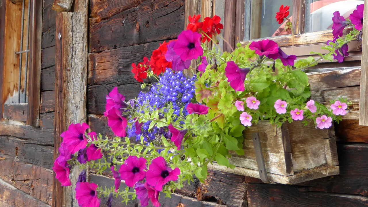 Blomsterprakt © Austria Travel - Rusner