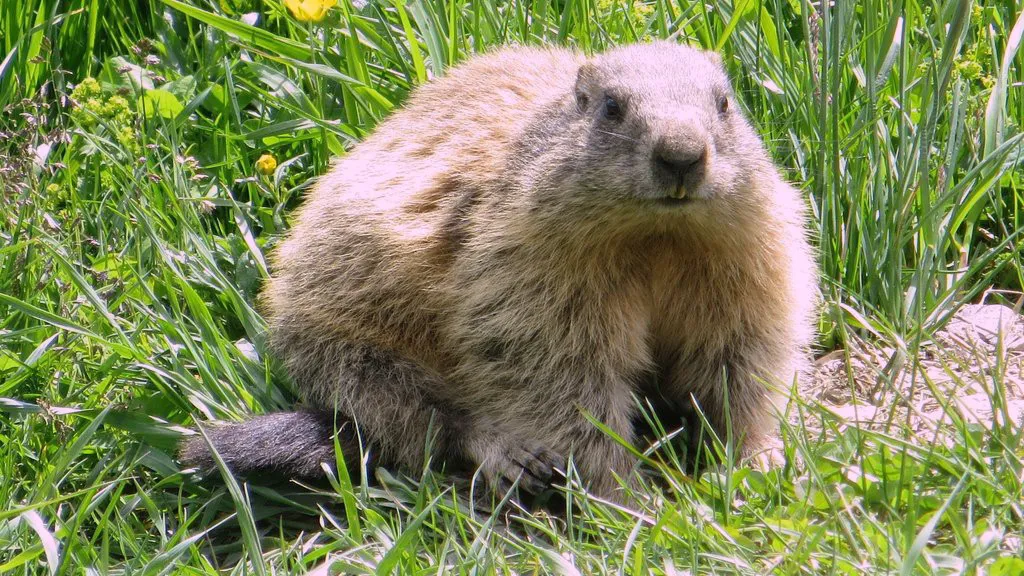 Meet and greet med Mayerhofens murmeldjur Zillertal Semester i Österrike