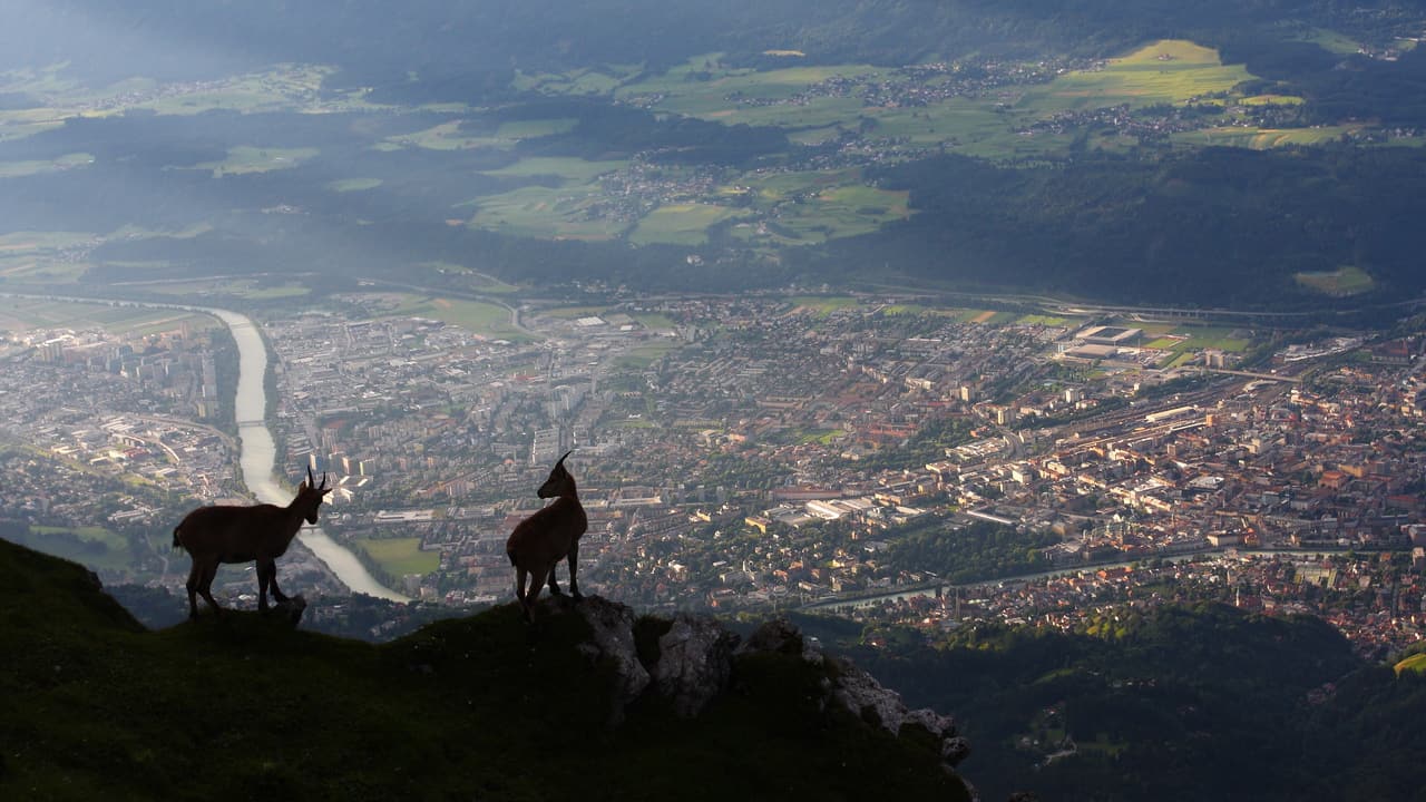 Unga stenbockar Capra ibex Innsbruck © Centurioni