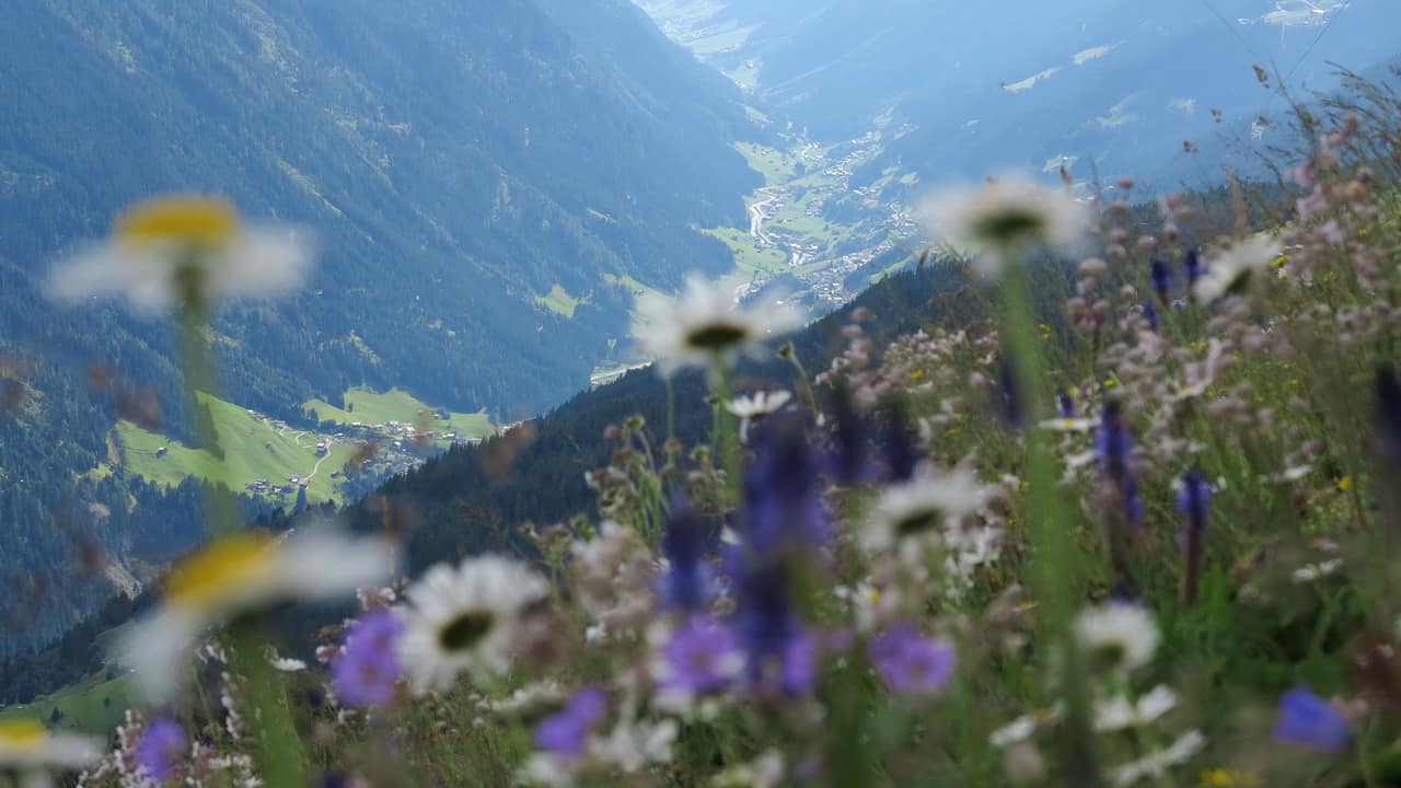 Ischgl Blumen Paznaun Tirol Semester i Österrike
