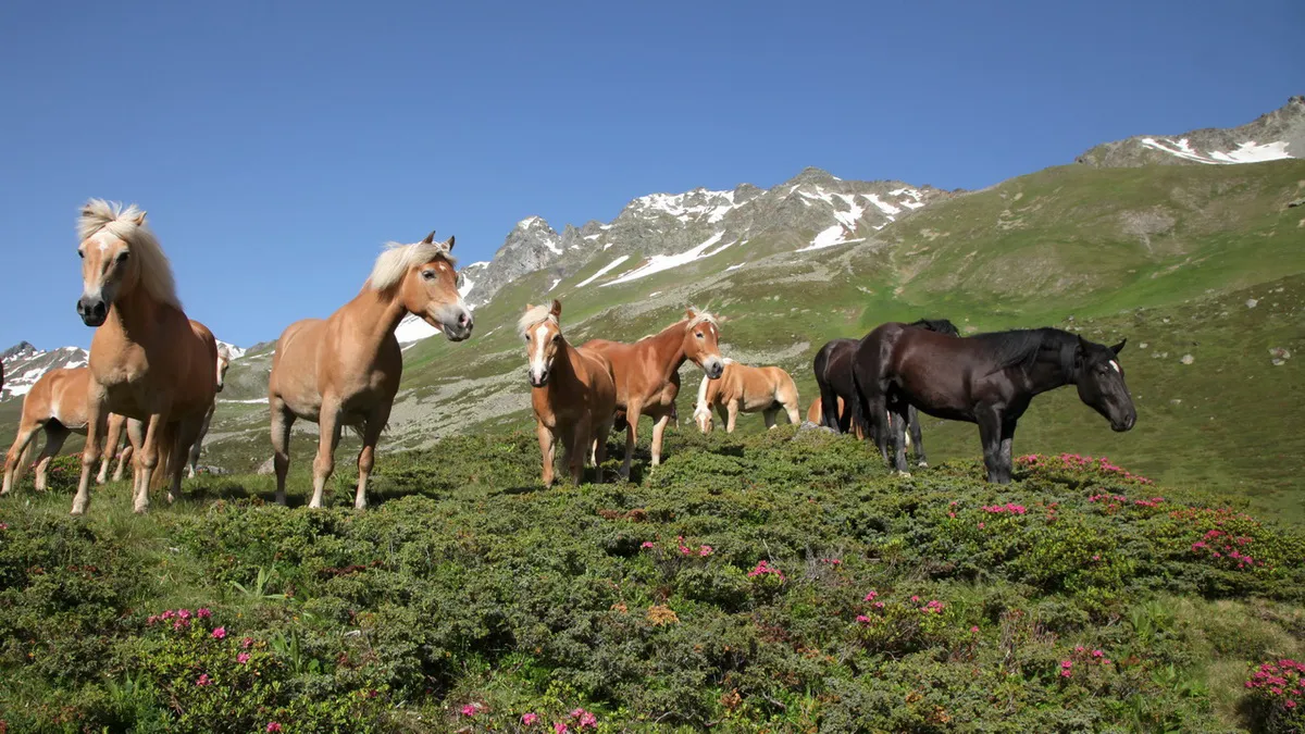 Fina hästar i Ischgl Paznaun Tirol Semester i Österrike