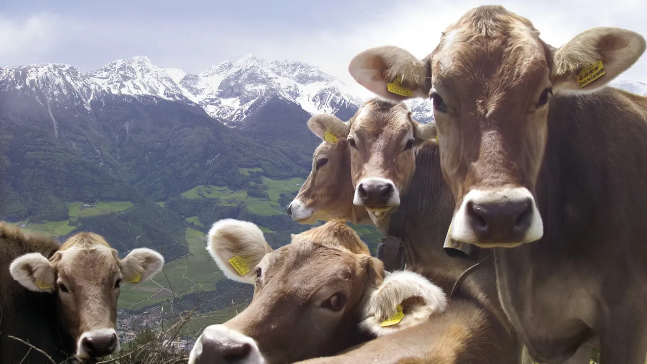 Kor av rasen Tiroler Grauvieh i Vinschgau i Sydtyrolen