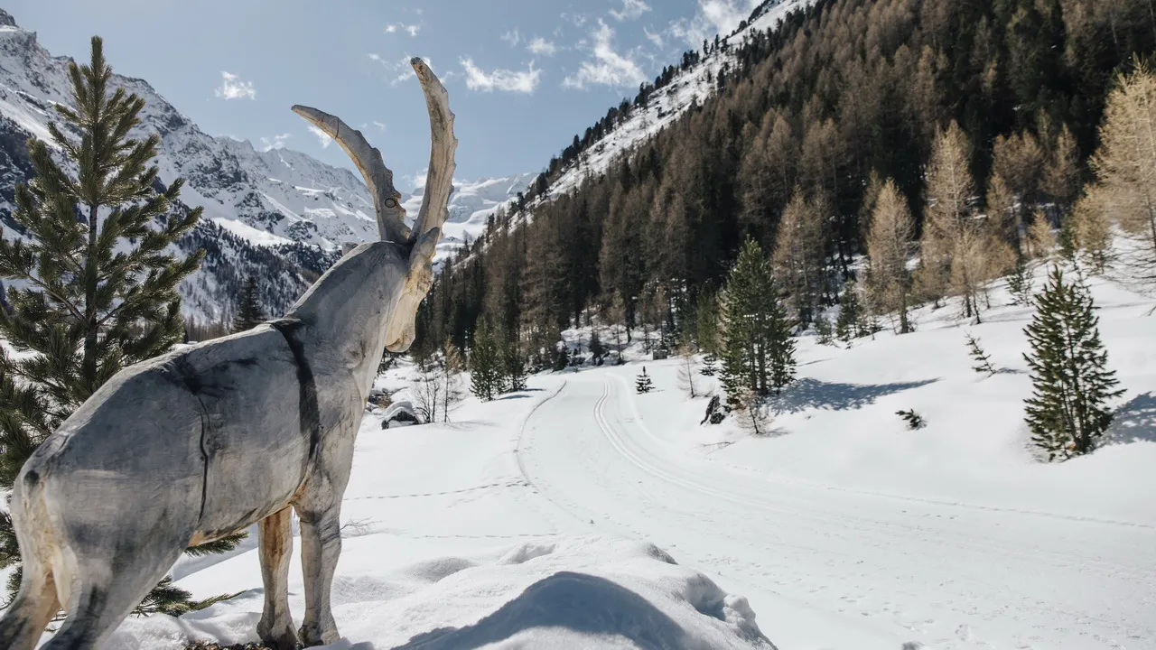 längdskidåkning Sulden stenbock staty