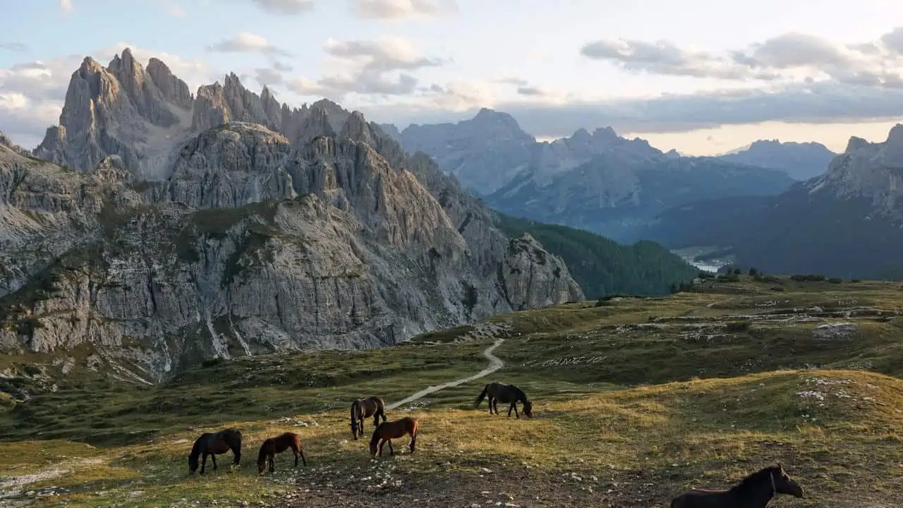 Naturpark Drei Zinnen hästar