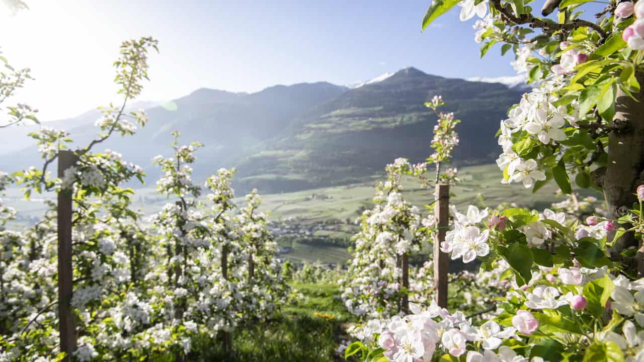Blommande äppelträd kastanjerutten Sydtyrolen
