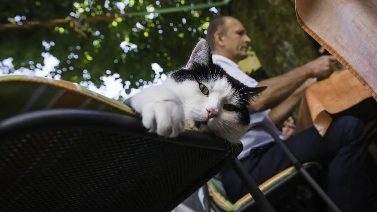 katt i Salzkammergut