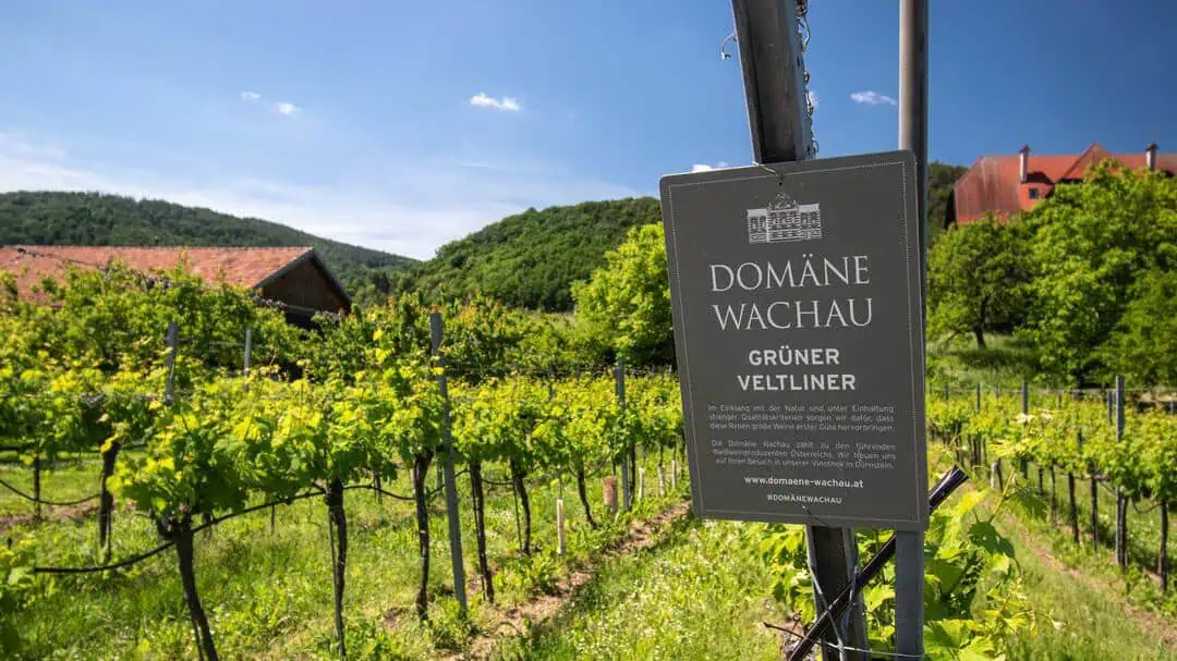 Vingård i Wachau vid Donau Domäne Wachau