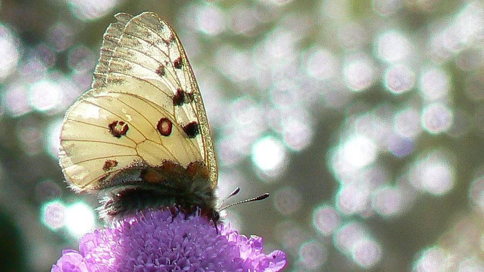alpapollo Parnassius phoebus