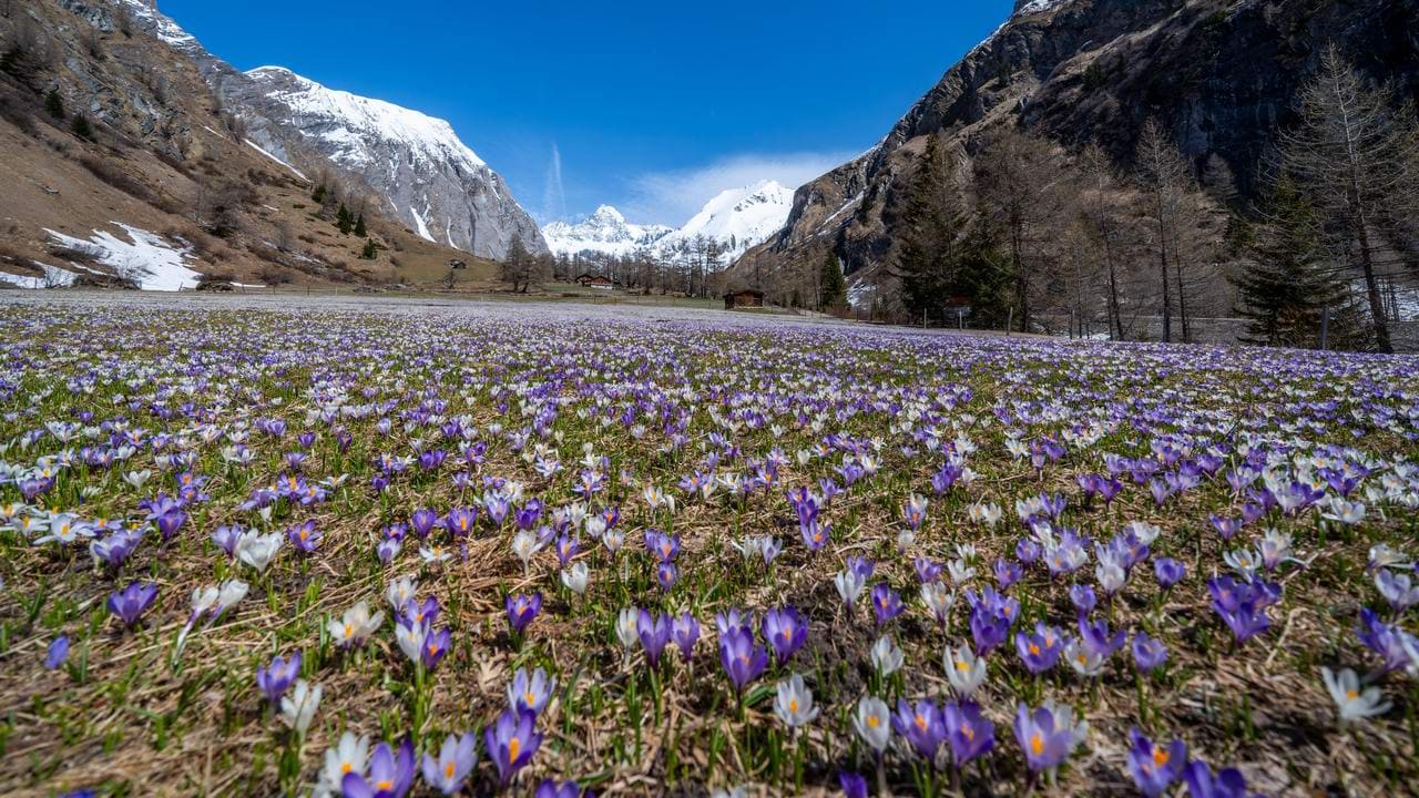 Östtyrolen Kals Grossglockner krokusäng